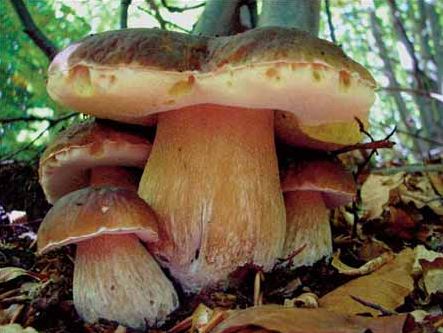 raccolta funghi, Piemonte