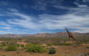 Africa-300x188 Omicidio in Kenya: arrestato anche il basista