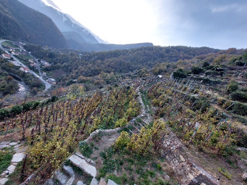 terrazzamenti1-1024x768 Viticultura eroica e cambiamento climatico, la bella favola del Ramìe