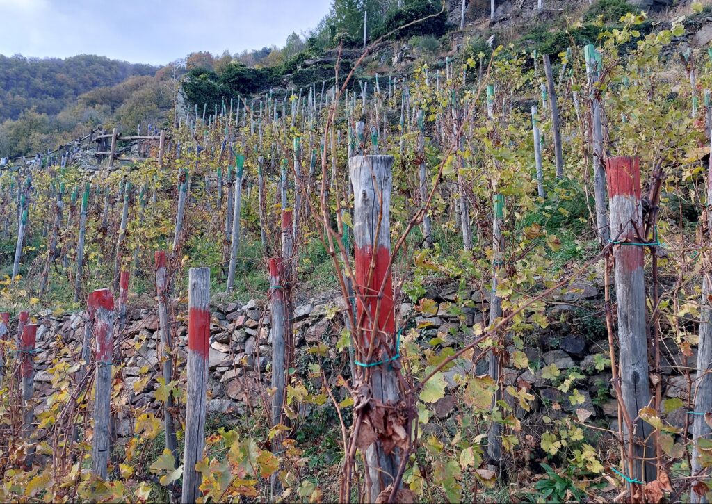 vigna-Ramie4-1024x725 Viticultura eroica e cambiamento climatico, la bella favola del Ramìe
