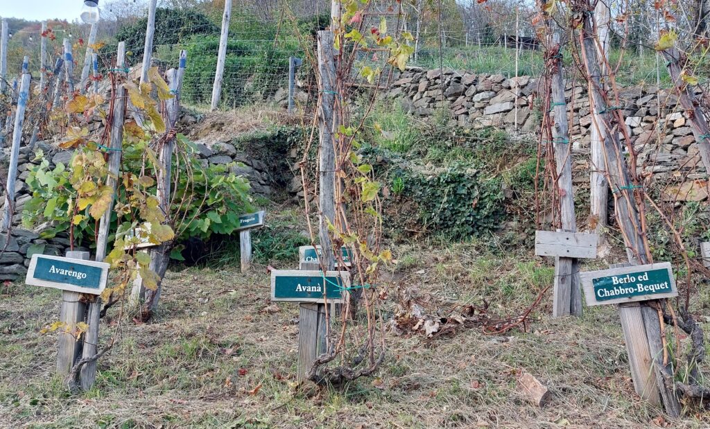 vitigni-Ramie-1024x619 Viticultura eroica e cambiamento climatico, la bella favola del Ramìe
