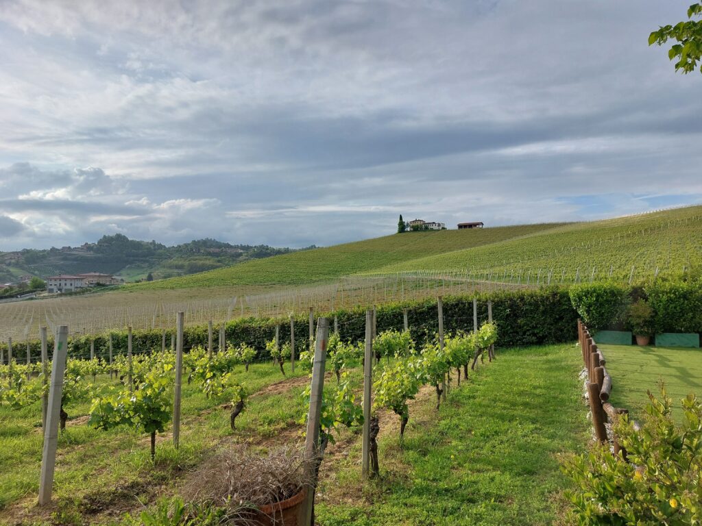 Tenuta-Carretta-vigne1-1024x768 Barolo Cannubi Riserva, la verticale di sei annate di Tenuta Carretta