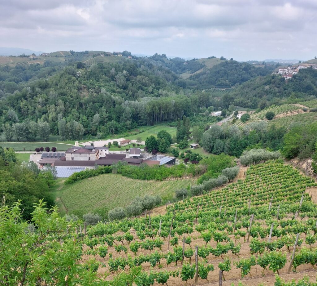 cantina2-1024x922 Tre vini per l’estate e una notte di festa prima della vendemmia a Vinchio Vaglio