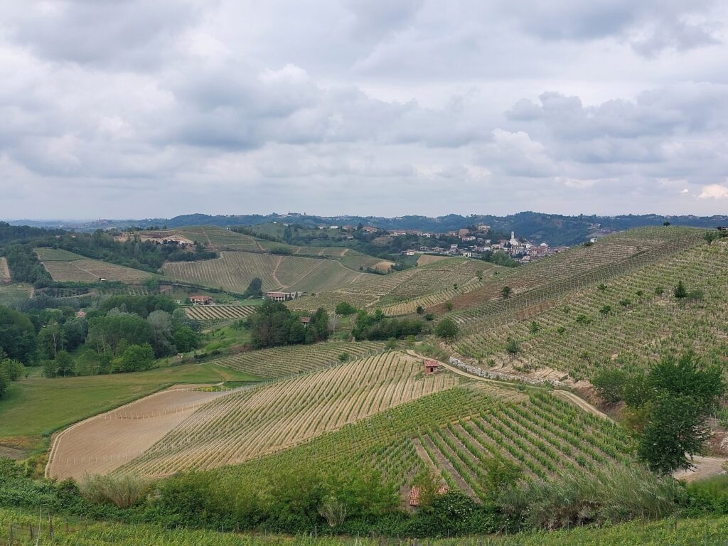 vigne-vecchie5-1024x768 Tre vini per l’estate e una notte di festa prima della vendemmia a Vinchio Vaglio