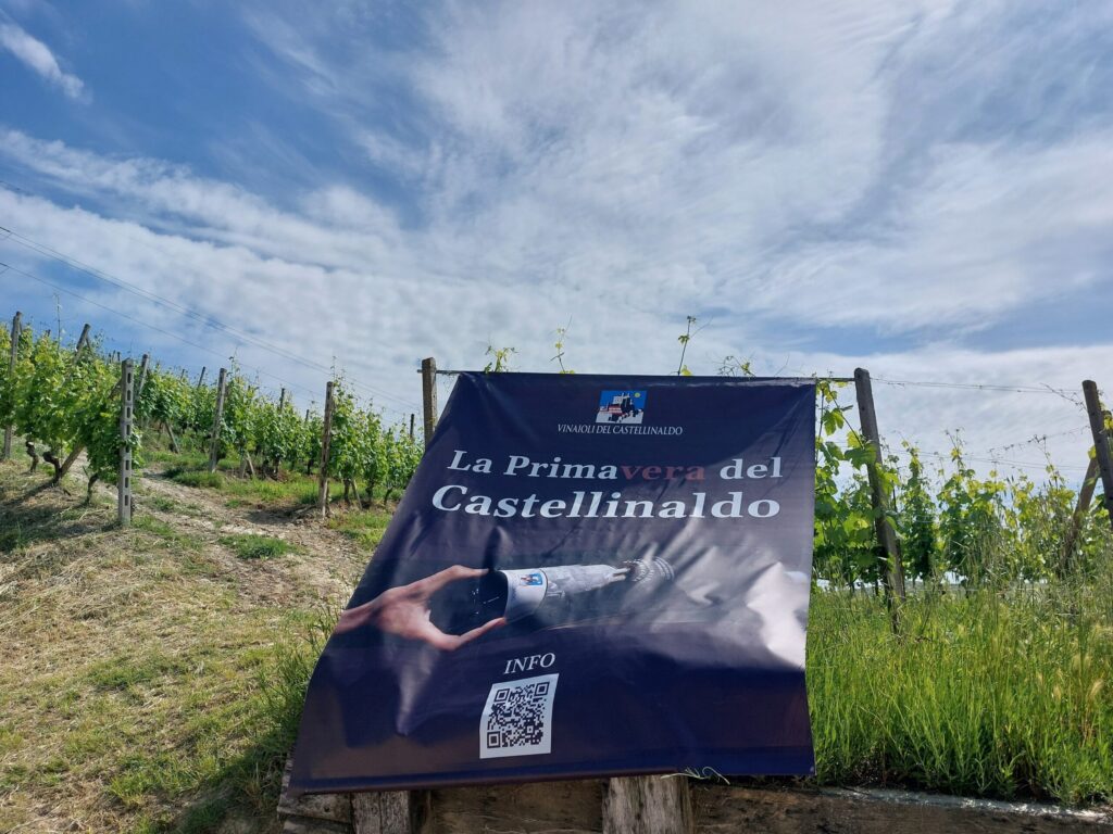 primavera-del-castellinaldo4-1024x768 Sette belle Barbera d’Alba della denominazione Castellinaldo