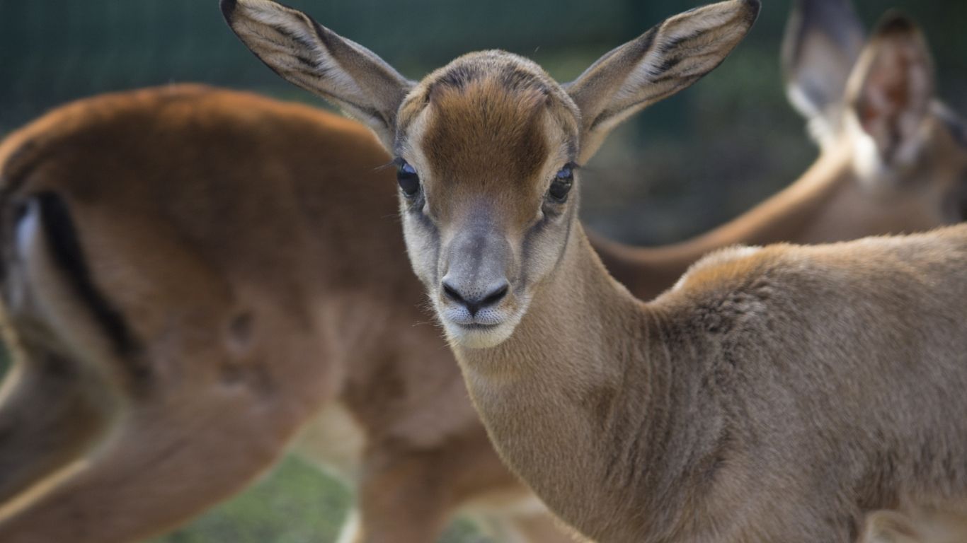 gazzelle_bioparco_zoom